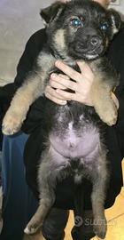 Cuccioli pastore tedesco