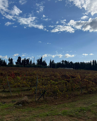 Terreno agricolo