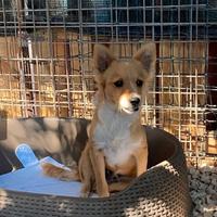 Cucciolo simil volpino taglia piccola in adozione