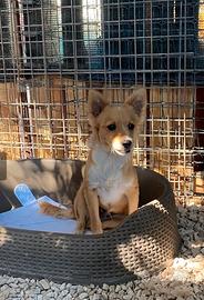Cucciolo simil volpino taglia piccola in adozione