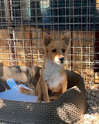 Cucciolo simil volpino taglia piccola in adozione