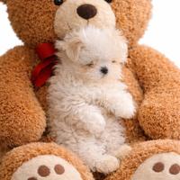 Cuccioli maltesi coreani