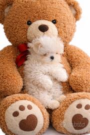 Cuccioli maltesi coreani