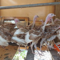 Rosso di Borbone tacchini