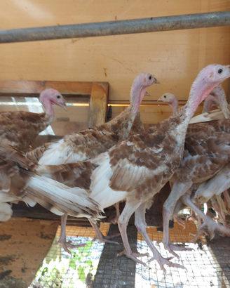 Rosso di Borbone tacchini