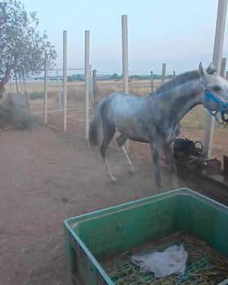 puledro x tutti 
