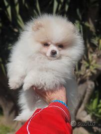Pomerania