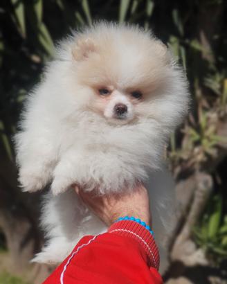 Pomerania