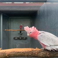 Cacatua Roseicapilla maschio 2025
