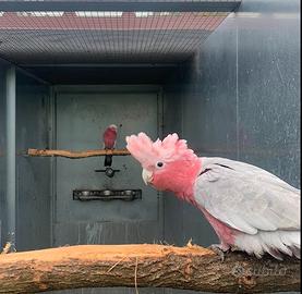 Cacatua Roseicapilla maschio 2025