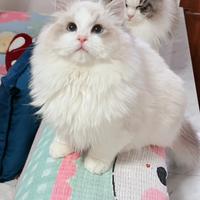 Ragdoll maschio disponibile subito