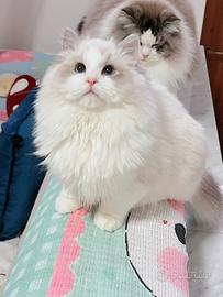 Ragdoll maschio disponibile subito