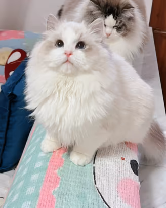Ragdoll maschio disponibile subito