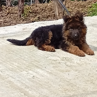 Cucciolo di pastore tedesco a pelo lungo