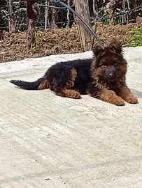 Cucciolo di pastore tedesco a pelo lungo