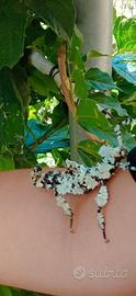 Extatosoma tiaratum lichen in blocco