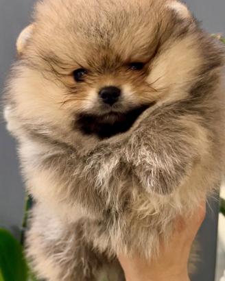 Pomerania Spitz Toy nano