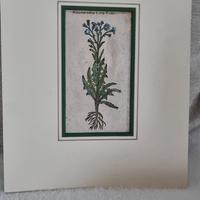 n 2 stampe antiche  del Gerard