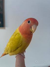 Uccelli