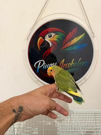 Pappagallo Inseparabile allevato a mano