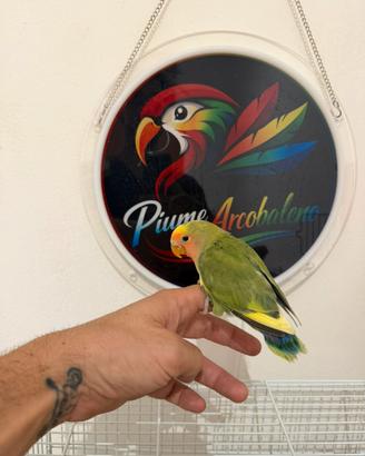 Pappagallo Inseparabile allevato a mano
