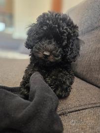 Splendida cucciola di Barboncina Toy Nera - 4 mesi