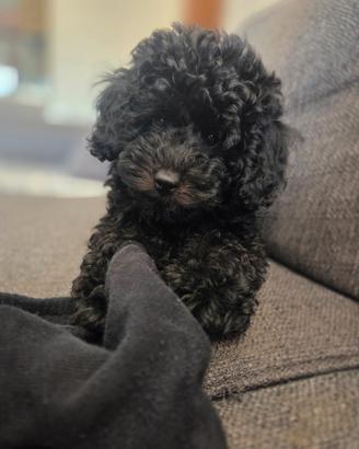Splendida cucciola di Barboncina Toy Nera - 4 mesi
