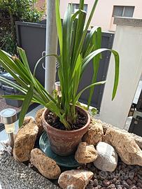 bulbo di orchidea cymbidium bianco