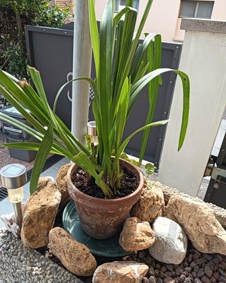 bulbo di orchidea cymbidium bianco