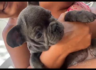Buldog francese femmina blu farm