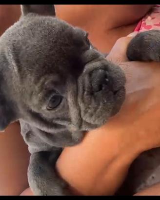 Buldog francese femmina blu farm