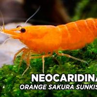 Neocaridina / gamberetto / shrimps orange sunskin