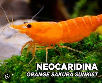 Neocaridina / gamberetto / shrimps orange sunskin
