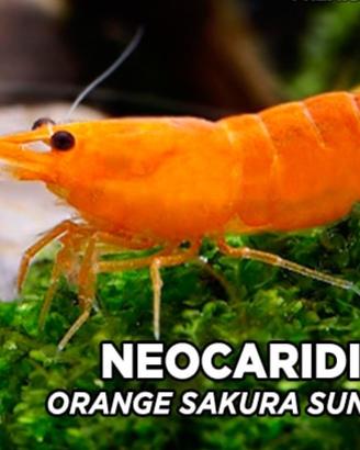 Neocaridina / gamberetto / shrimps orange sunskin