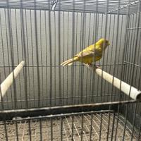 Canari