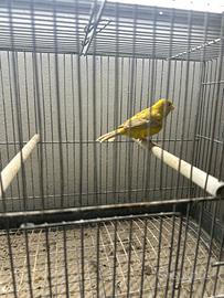 Canari