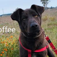 Coffee 2 anni taglia grande