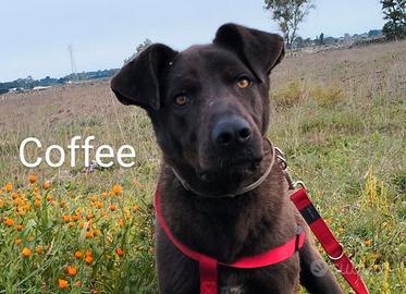 Coffee 2 anni taglia grande