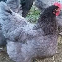 Australorp gallina ovaiola