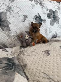 Chihuhua mini toy