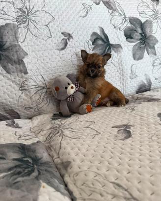 Chihuhua mini toy