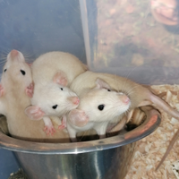 Rattini dumbo siamesi