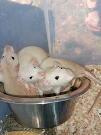 Rattini dumbo siamesi