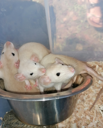 Rattini dumbo siamesi