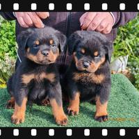 Cucciolo/a di Rottweiler