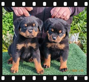 Cucciolo/a di Rottweiler