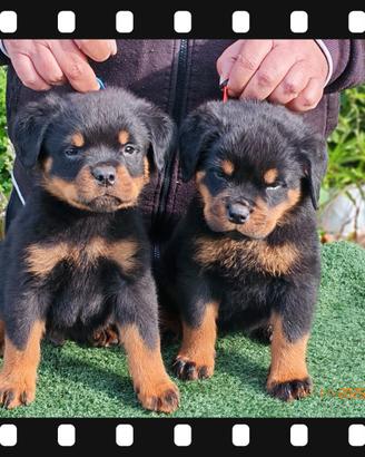 Cucciolo/a di Rottweiler