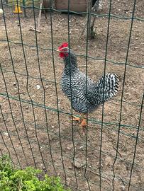Gallo amrock di 4 mesi