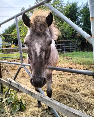 Pony