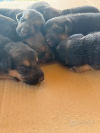 Fantastici cuccioli di Pastore Tedesco
